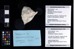 NHMW-GEO-2007z0149-0254_Ol_04.tifBrachyura indet.  (NHMW-GEO-2007z0149-0254)